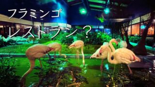 【フラミンゴ・レストラン？】茨城県・守谷市のメヒコで、カニピラフを食べてきた話