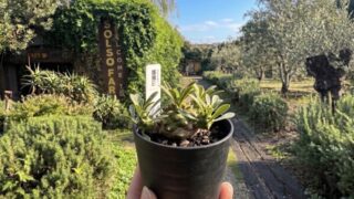 雨の日に【植物のテーマパークこと】川崎のソルソファームに行ってきた体験レビュー