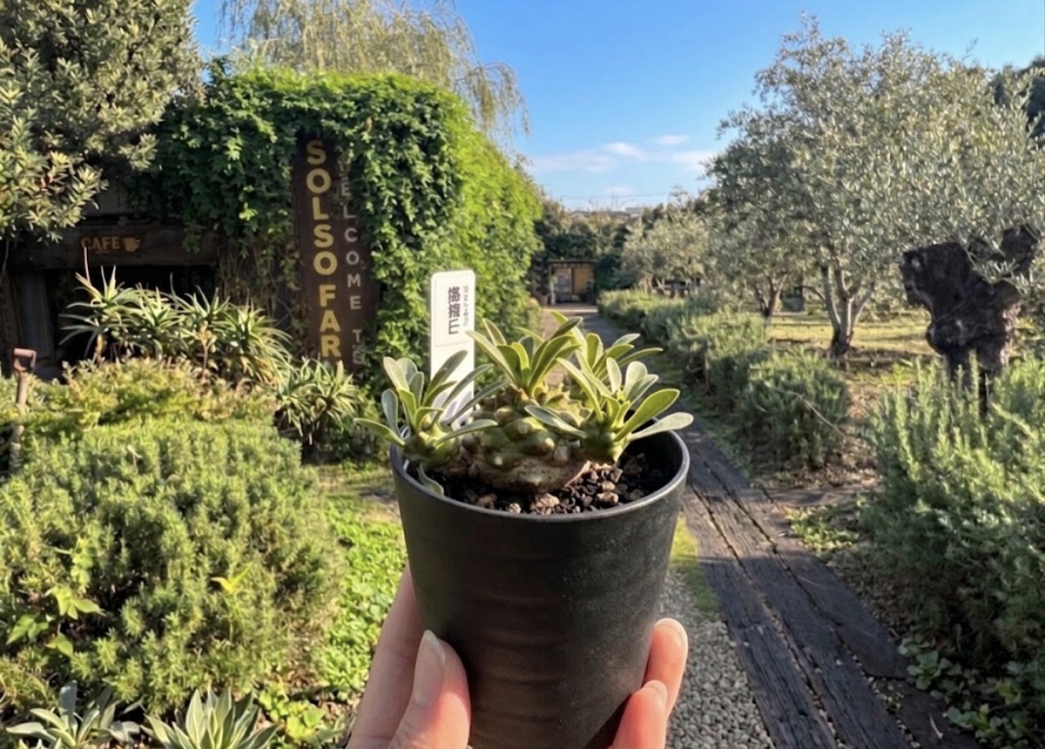 雨の日に【植物のテーマパークこと】川崎のソルソファームに行ってきた体験レビュー