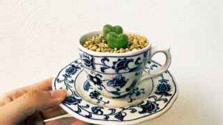 デミタスカップの他の使い道｜底に穴を空けて、多肉植物の鉢にする方法