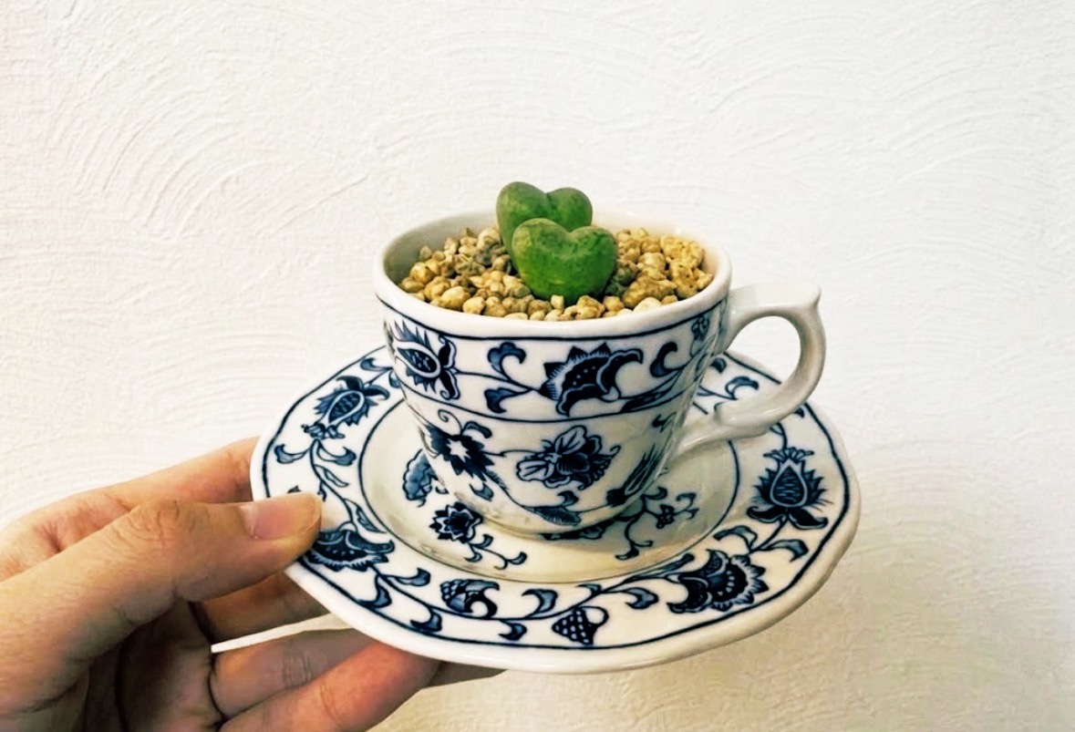 デミタスカップの他の使い道｜底に穴を空けて、多肉植物の鉢にする方法
