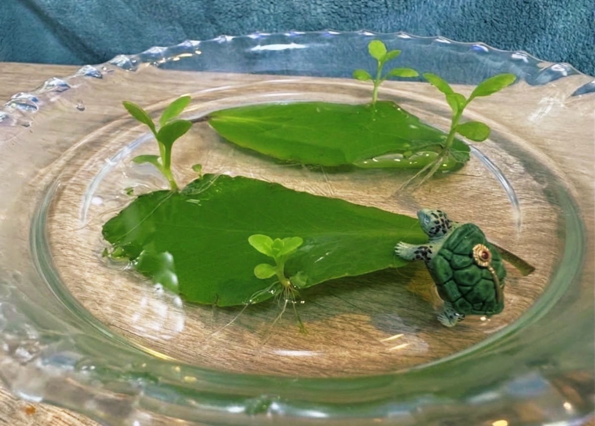 水に浮かべると【葉から芽がでる】マザーリーフを育ててみた体験談